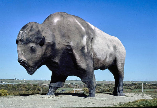 Historic Photo : 1980 World's Largest Buffalo, Jamestown, North Dakota | Margolies | Roadside America Collection | Vintage Wall Art :