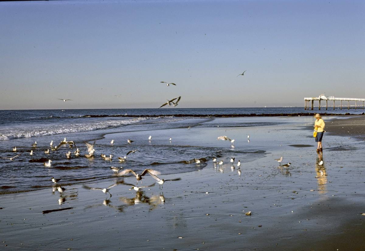 Historic Photo : 1978 Feed gulls, Ocean City, New Jersey | Margolies | Roadside America Collection | Vintage Wall Art :