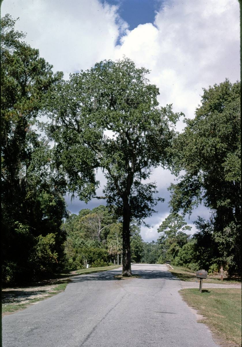 Historic Photo : 1985 Tree in road, Hilton Head, South Carolina | Margolies | Roadside America Collection | Vintage Wall Art :
