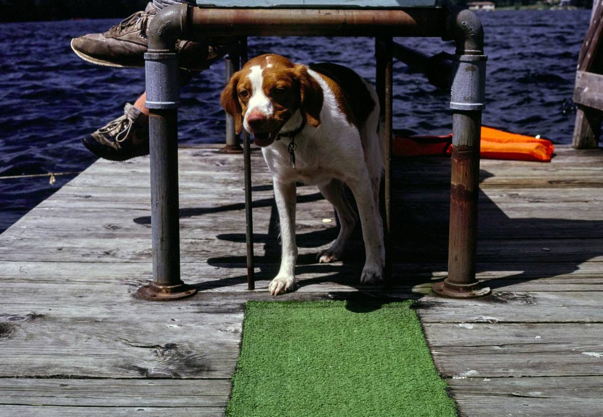 Historic Photo : 1987 Molly, Scott's, Deposit, New York | Margolies | Roadside America Collection | Vintage Wall Art :