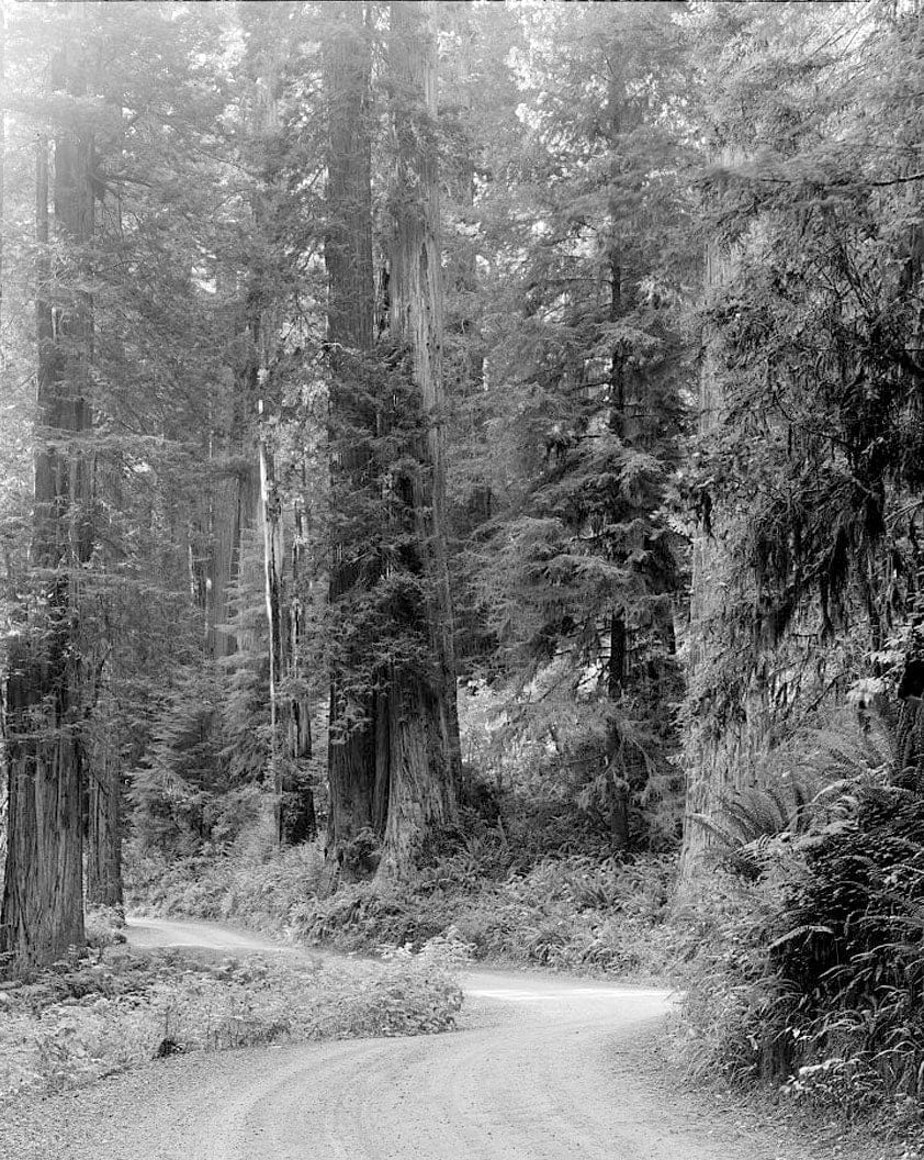 Historic Photo : Redwood National & State Parks Roads, California coast from Crescent City to Trinidad, Crescent City, Del Norte County, CA 17 Photograph
