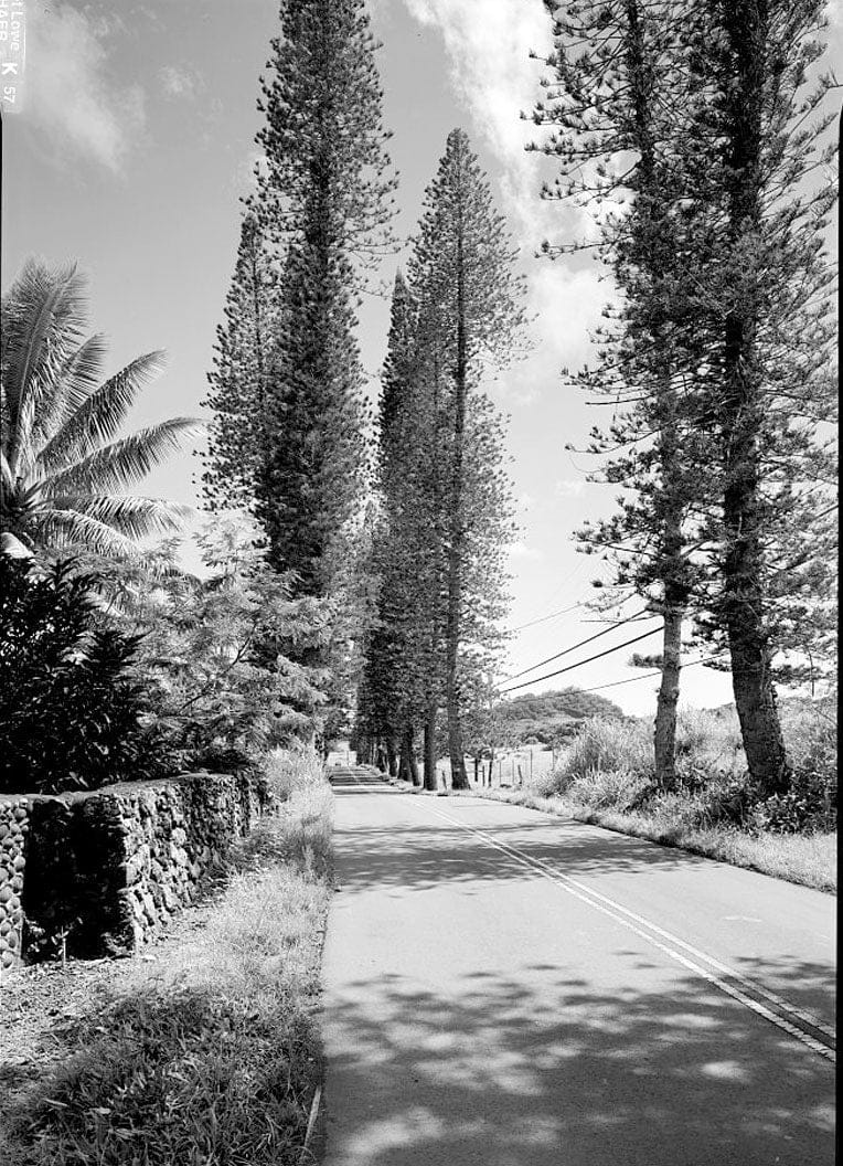 Historic Photo : Hana Belt Road, Between Haiku and Kaipahulu, Hana, Maui County, HI 54 Photograph