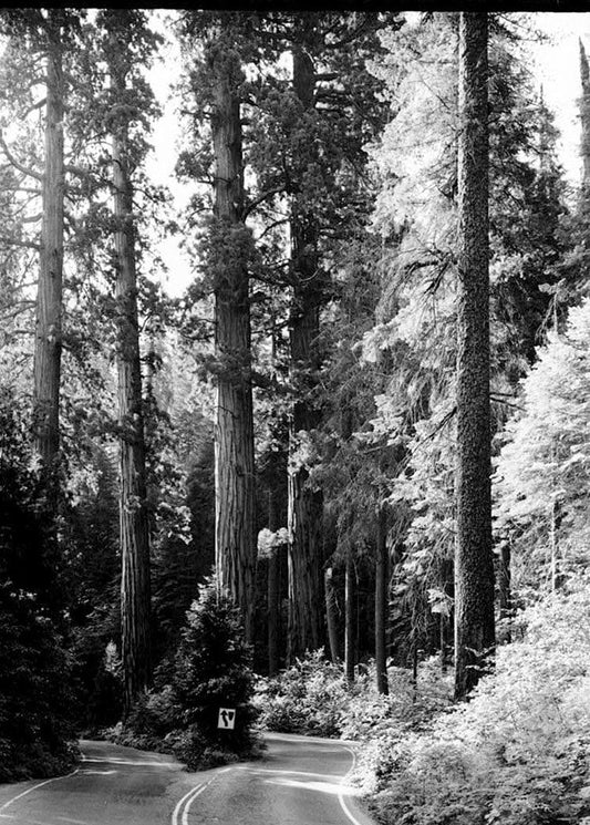 Historic Photo : Generals Highway, Three Rivers, Tulare County, CA 27 Photograph
