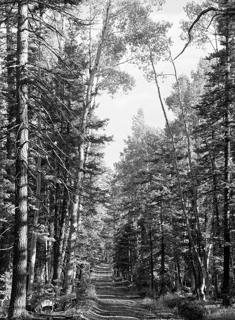 Historic Photo : North Entrance Road, Between Little Park & Bright Angel Point, Grand Canyon, Coconino County, AZ 8 Photograph
