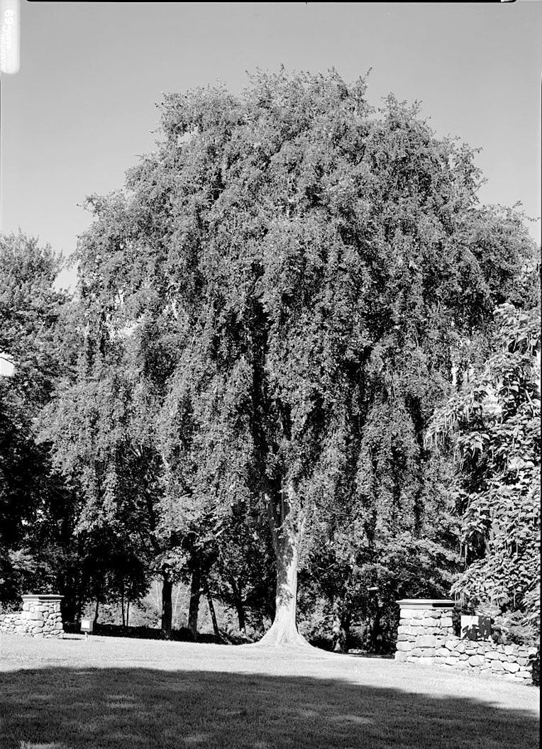 Historic Photo : Hill-Stead, 35 Mountain Road, Farmington, Hartford County, CT 5 Photograph