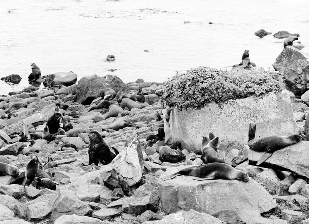 Historic Photo : Saint Paul Island, Saint Paul Island, Aleutians West Census Area, AK 6 Photograph