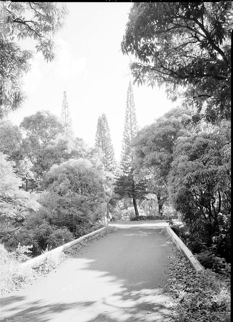 Historic Photo : Hana Belt Road, Between Haiku and Kaipahulu, Hana, Maui County, HI 80 Photograph