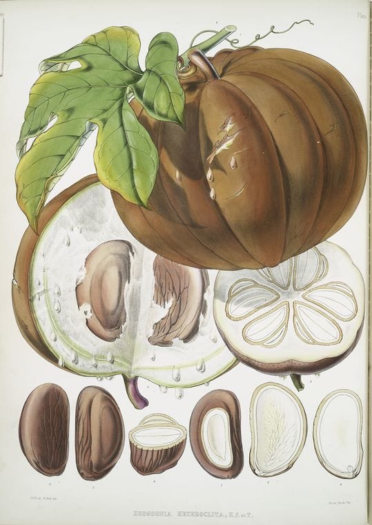Art Print : Hodgsonia Heteroclita, H. f. et T. (Fruit), 1817 - Vintage Wall Art