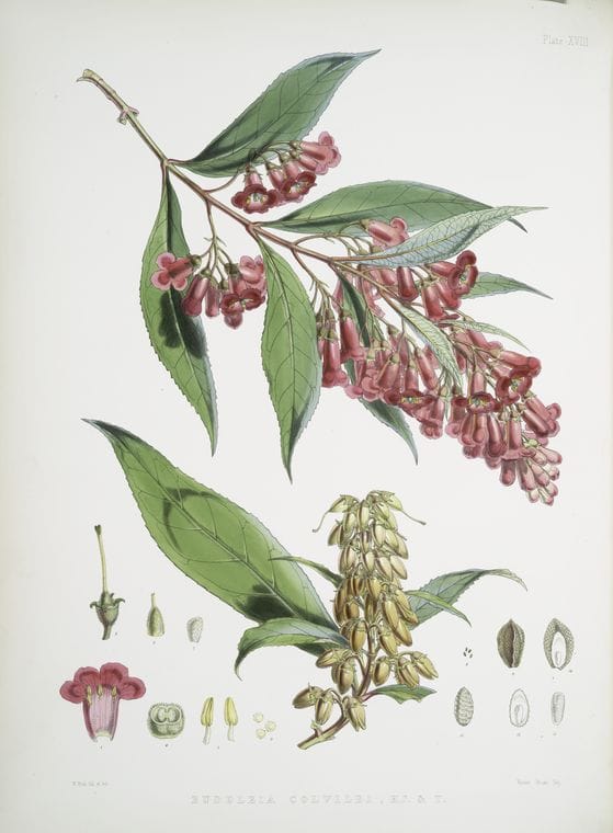 Art Print : Buddleia Colvilei, H.f. & T, 1817 - Vintage Wall Art