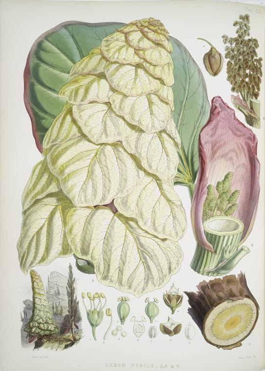 Art Print : Rhapontic, 1739 - Vintage Wall Art