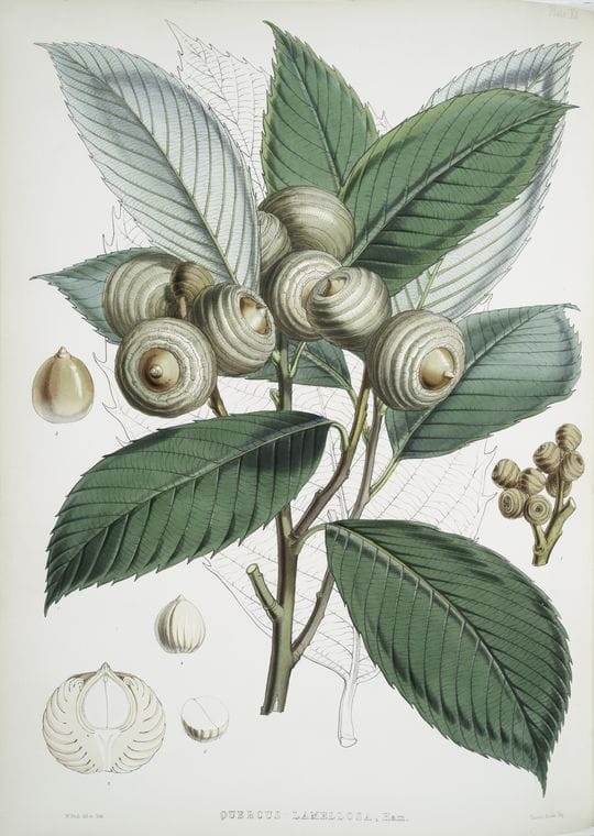 Art Print : Quercus Lamellosa, Ham, 1817 - Vintage Wall Art
