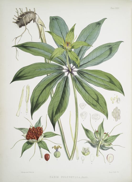 Art Print : Paris Polyphylla, Smit, 1817 - Vintage Wall Art