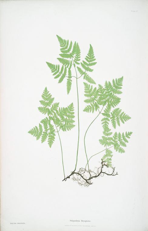 Art Print : Polypodium alpestre. [The Alpine Polypody], 1831 - Vintage Wall Art