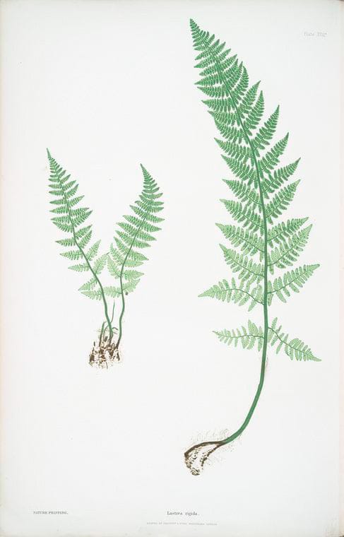 Art Print : Lastrea Oreopteris. [The Mountain Buckler Fern], 1831 - Vintage Wall Art