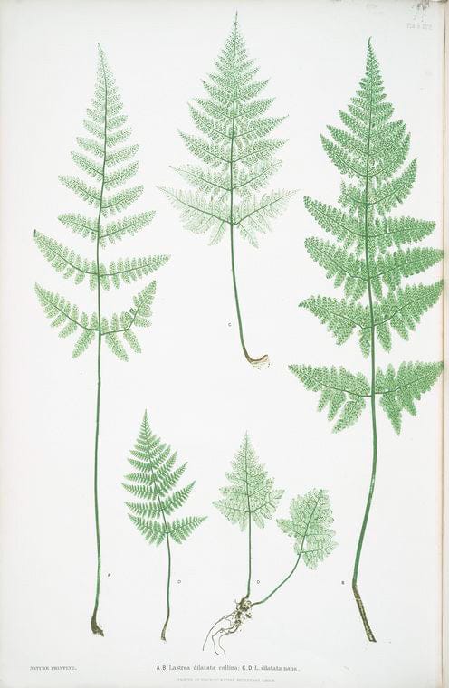 Art Print : A-B. Asplenium Adiantum-nigrum. C-D. A. Adiantum-nigrum obtusum. [The Black Maidenhair Spleenwort], 1831 - Vintage Wall Art
