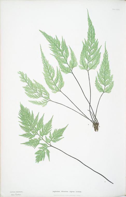 Art Print : Asphodelus tauricus, 1759 - Vintage Wall Art