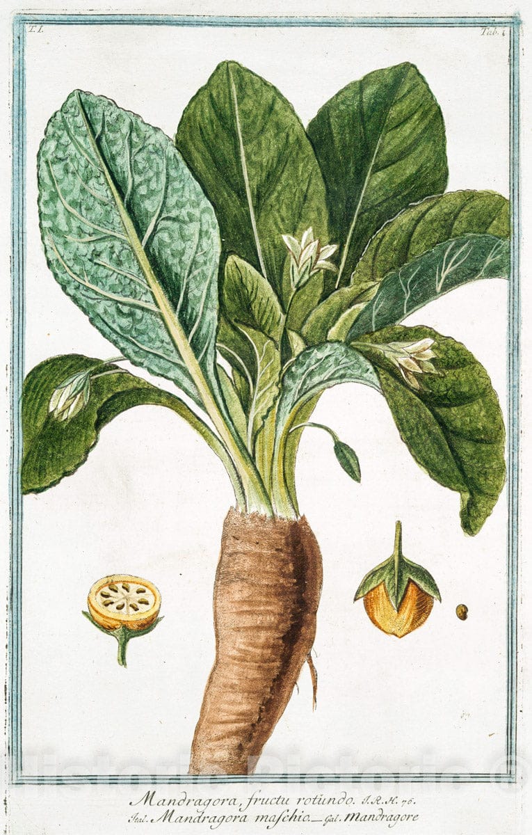 Art Print : 1772, Mandragora foliis asperis, fructu parvo, ovato, acuminato, floribus violaceis - Vintage Wall Art