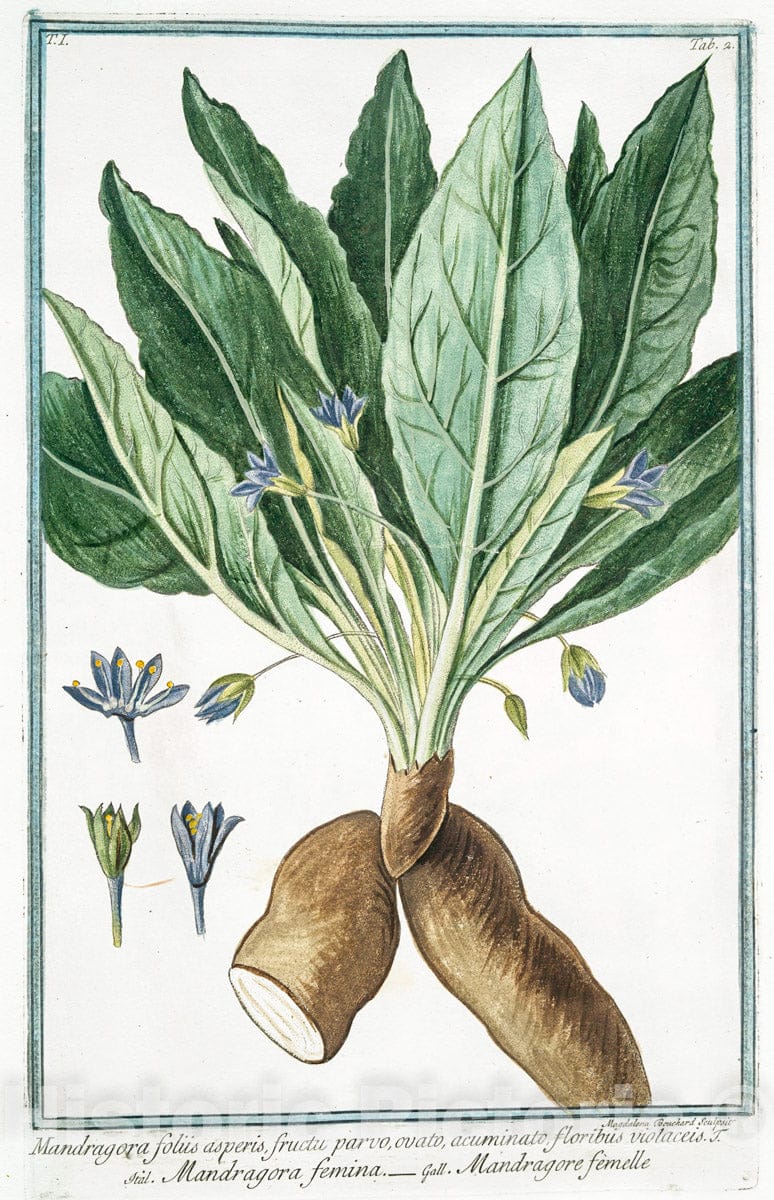 Art Print : 1772, Malva Rosea, Folio subrotundo, Flore pleno Luteo; et subluteo = Mauve Rose. - Vintage Wall Art