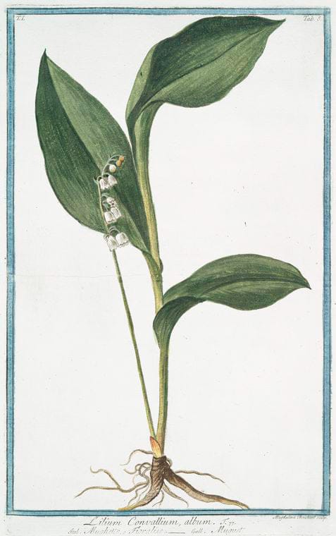 Art Print : 1772, Lilium Convallium latifolium, Flore pleno, variegato - Vintage Wall Art