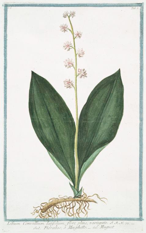 Art Print : 1772, Lilio-Narcissus, luteus, autumnalis Major = Colchico Giallo = Lis-Narcisse. - Vintage Wall Art
