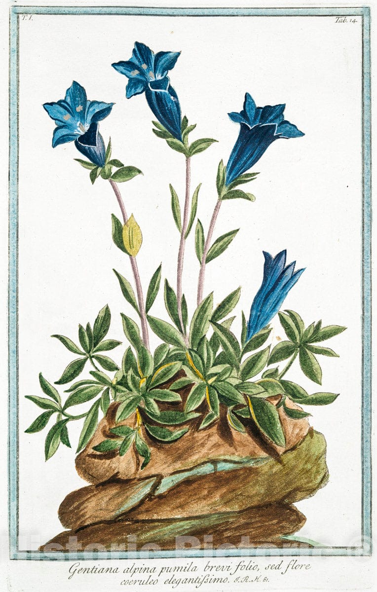 Art Print : 1772, Garidella foliis tenuissime divisis. [Garidella Basil] - Vintage Wall Art