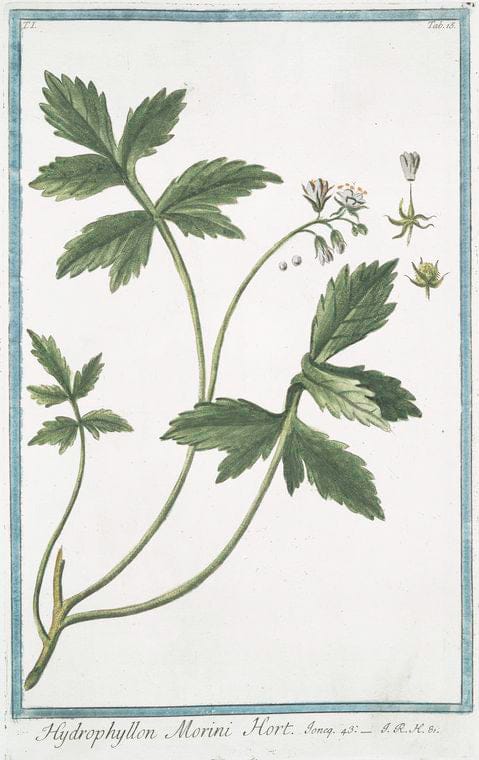 Art Print : 1772, Hydrocotyle vulgaris - Vintage Wall Art