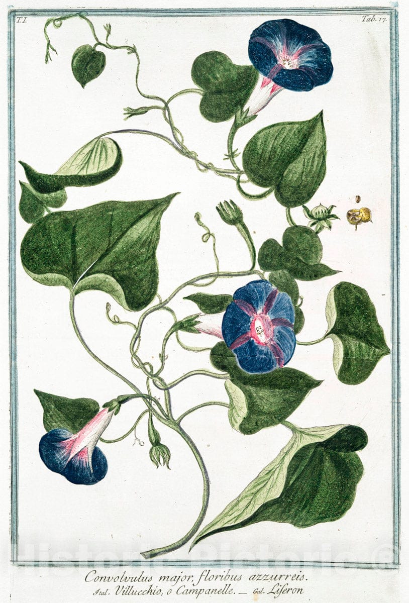 Art Print : 1772, Commelina, erecta corollis inaequalibus = Commelina perenne. - Vintage Wall Art