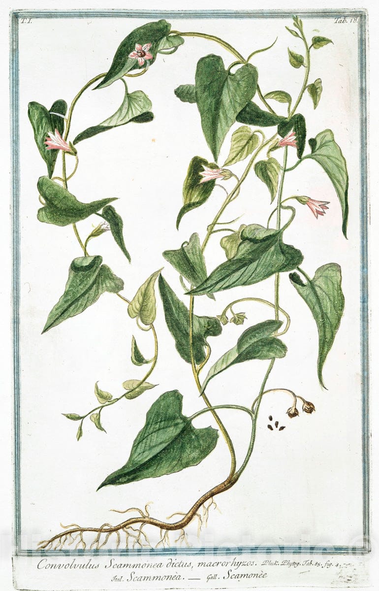 Art Print : 1772, Convolvulus peregrinus, foliis Alcea et Bryonia Americana in eadem planta - Vintage Wall Art