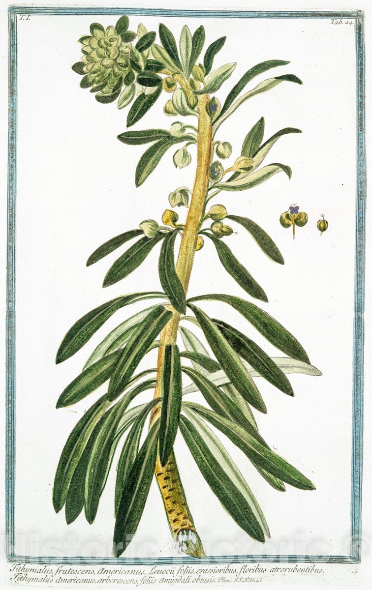 Art Print : 1772, Tithymalus Euphorbium dictus. Euphobio-Tithymalus aizooides, caule ramoso procum - Vintage Wall Art