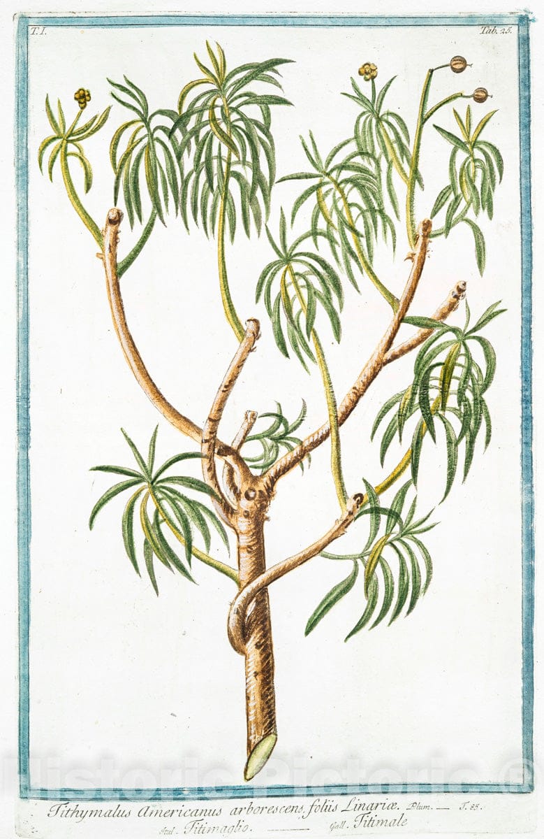 Art Print : 1772, Thysselinum Plinii = Appio palustre = Piersil de Marais. [Marsh Parsley] - Vintage Wall Art