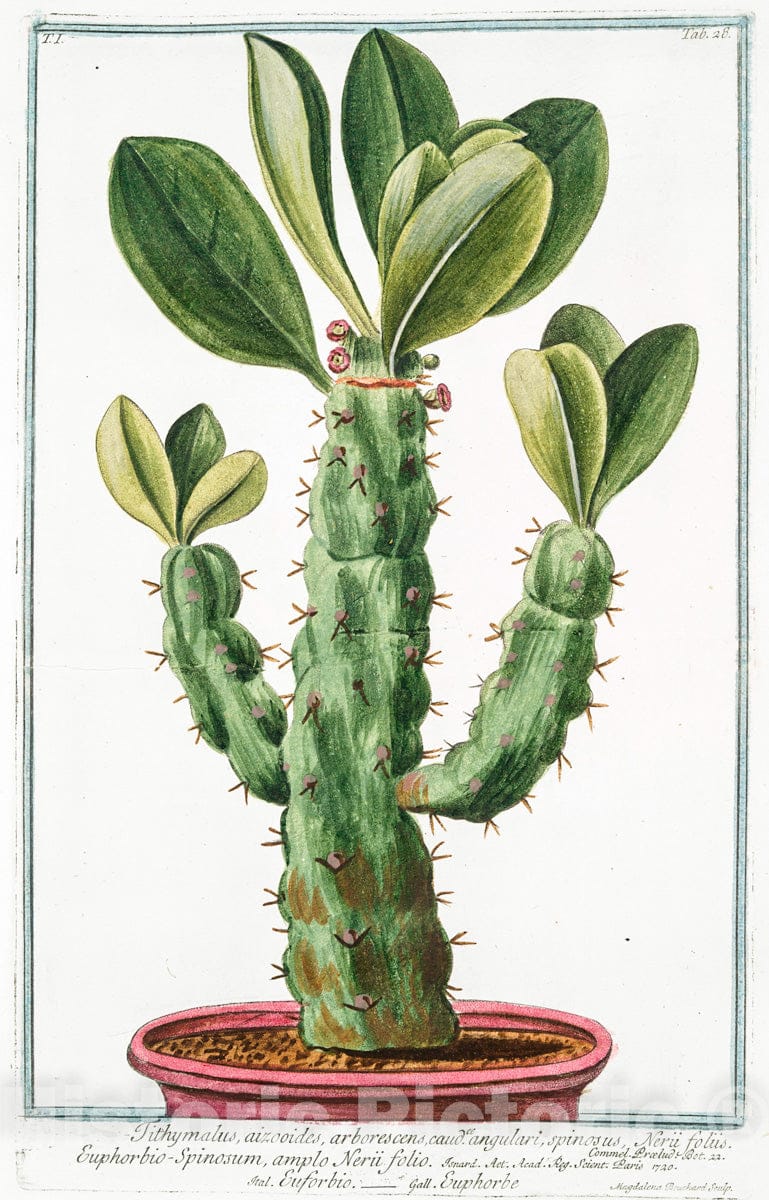 Art Print : 1772, Tithymalus Sylvaticus, lunato Flore C.B.P. - Vintage Wall Art