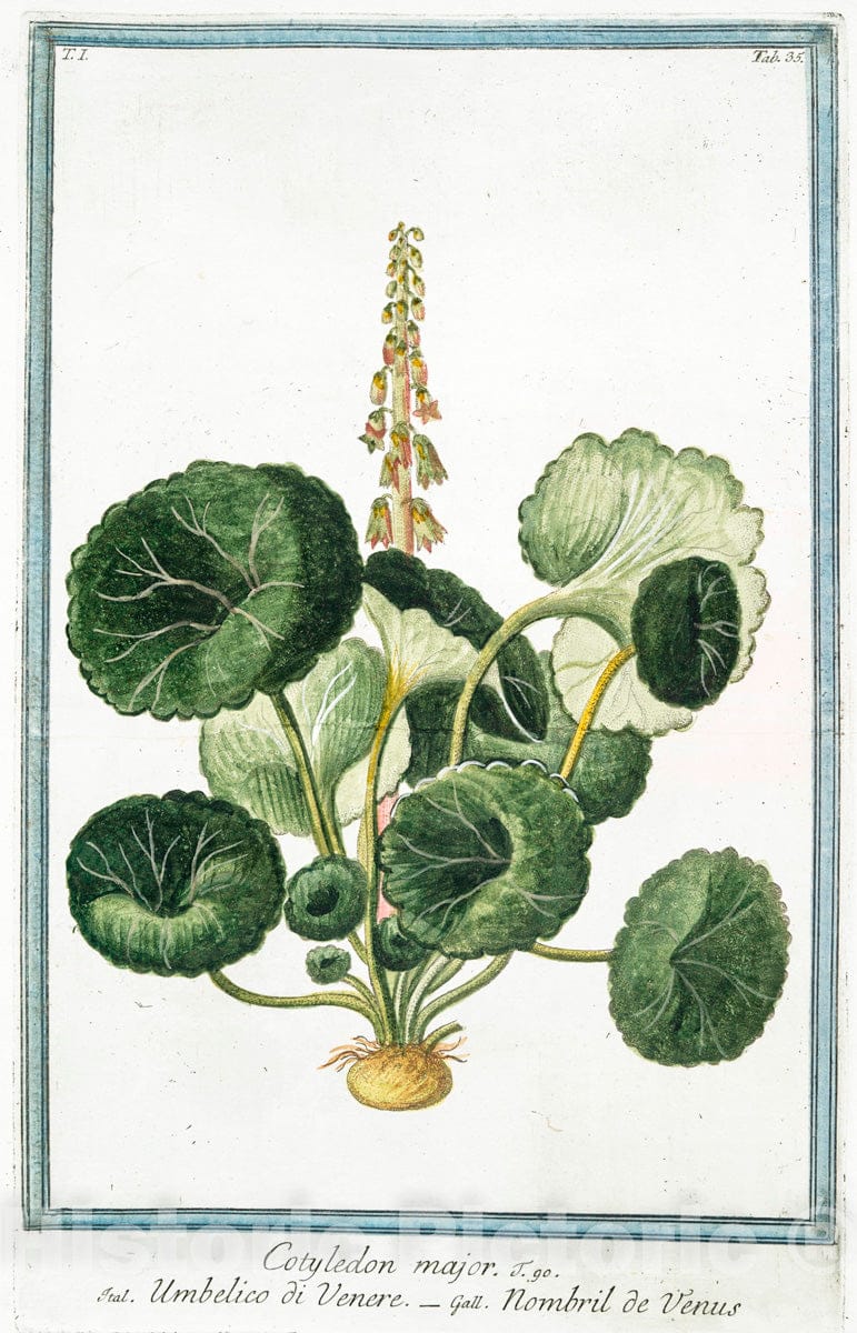 Art Print : 1772, Cotyledon Africana, aizooides, foliis partim hastatis - Vintage Wall Art