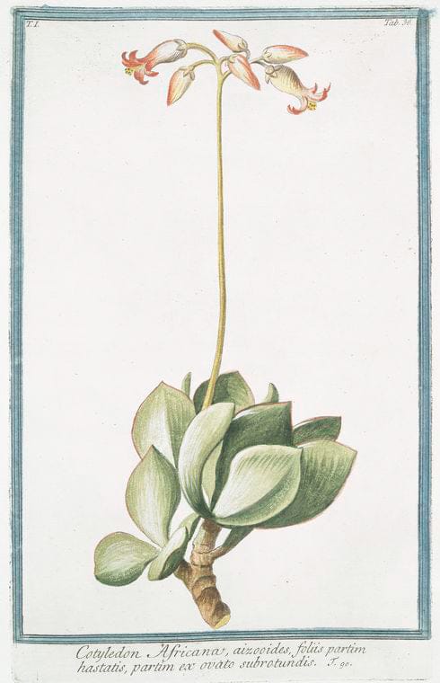 Art Print : 1772, Corona Imperialis, Flore pulchre rubente = Corona Imperiale = Couronne Imperiale. - Vintage Wall Art