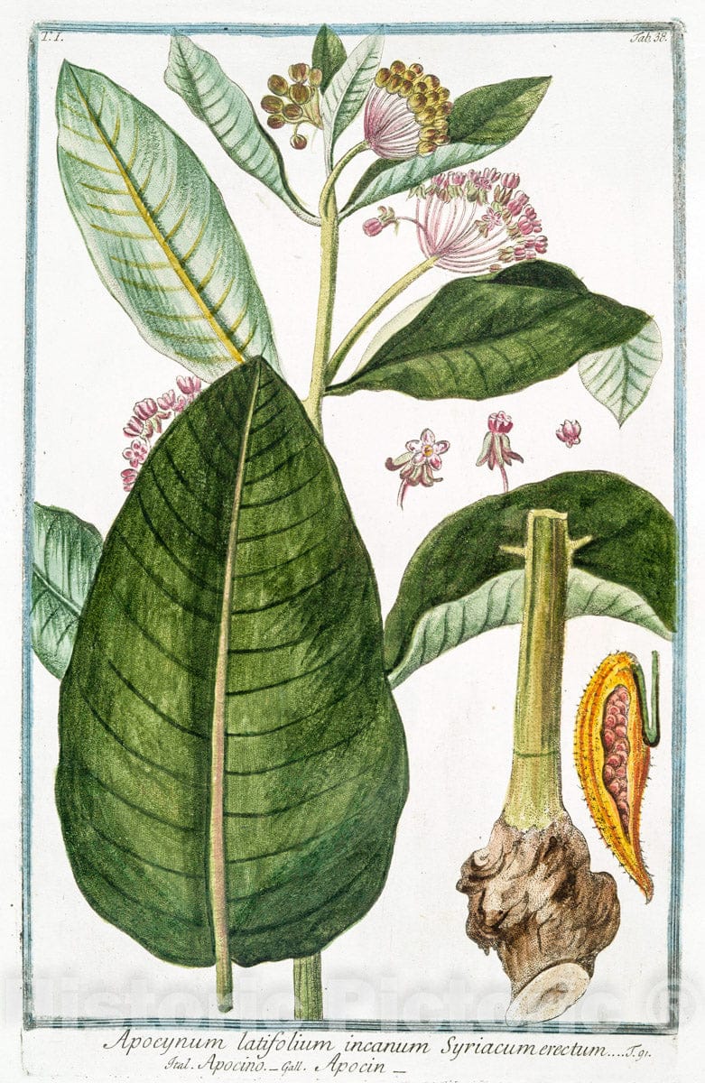 Art Print : 1772, Apium palustre cauliculis procum bentibus adalas floridum - Vintage Wall Art