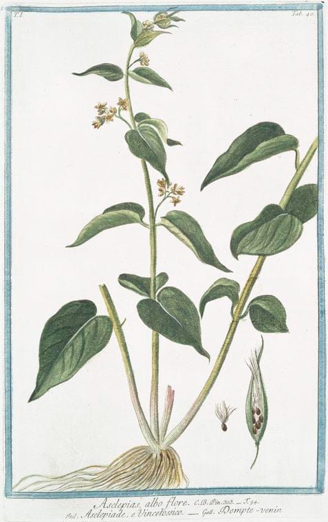 Art Print : 1772, Asclepias Africana Aizooides. - Vintage Wall Art