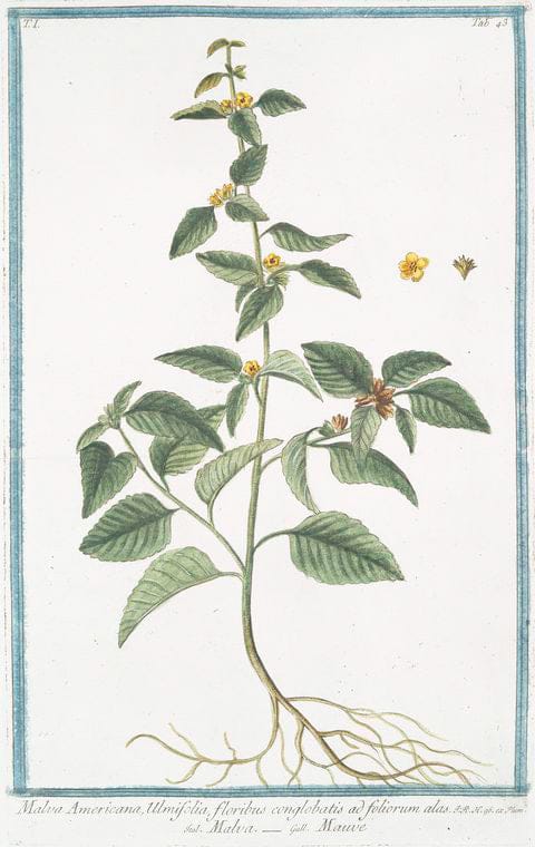 Art Print : 1772, Malva Africana, arborescens, Semper florens, floribus rubris, Ribesii Folio - Vintage Wall Art