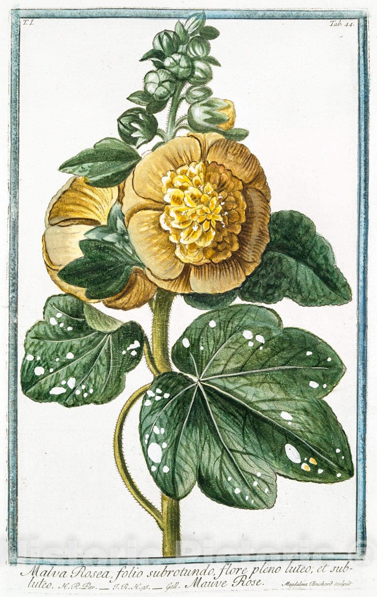 Art Print : 1772, Malva Rosea, Folio subrotundo Flore saturatius rubente = Mauve Rose. - Vintage Wall Art