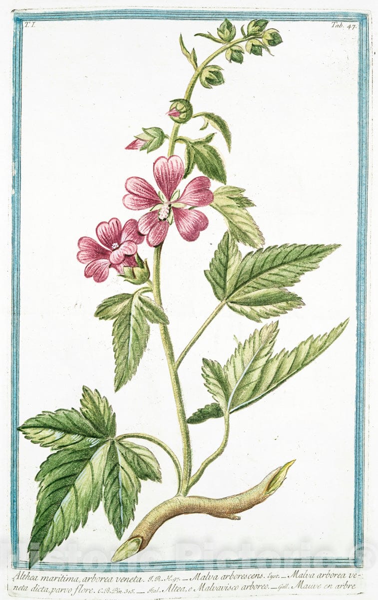 Art Print : 1772, Alsine altissima memorosum = Centocchio, e morso di Gallina. [Common Chickweed] - Vintage Wall Art