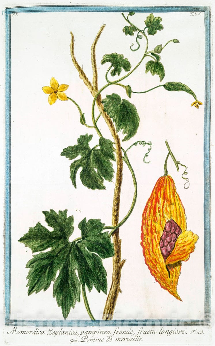 Art Print : 1772, Molucca spinosa, sive Melissa Moluccana, foetida = Moluca spinosa = Moluque. - Vintage Wall Art