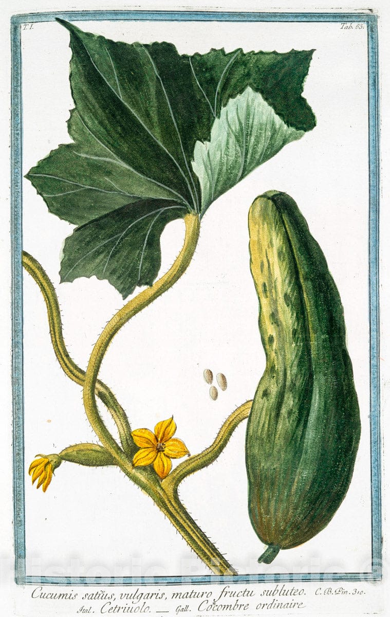 Art Print : 1772, Cucubalus Plinii = Cucubalo = Le Behen. [Berry Catchfly] - Vintage Wall Art