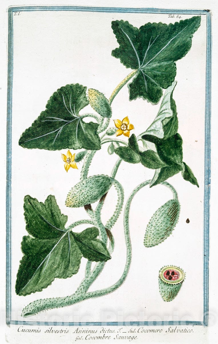 Art Print : 1772, Cucumis sativus, vulgaris, maturo fructu subluteo - Vintage Wall Art