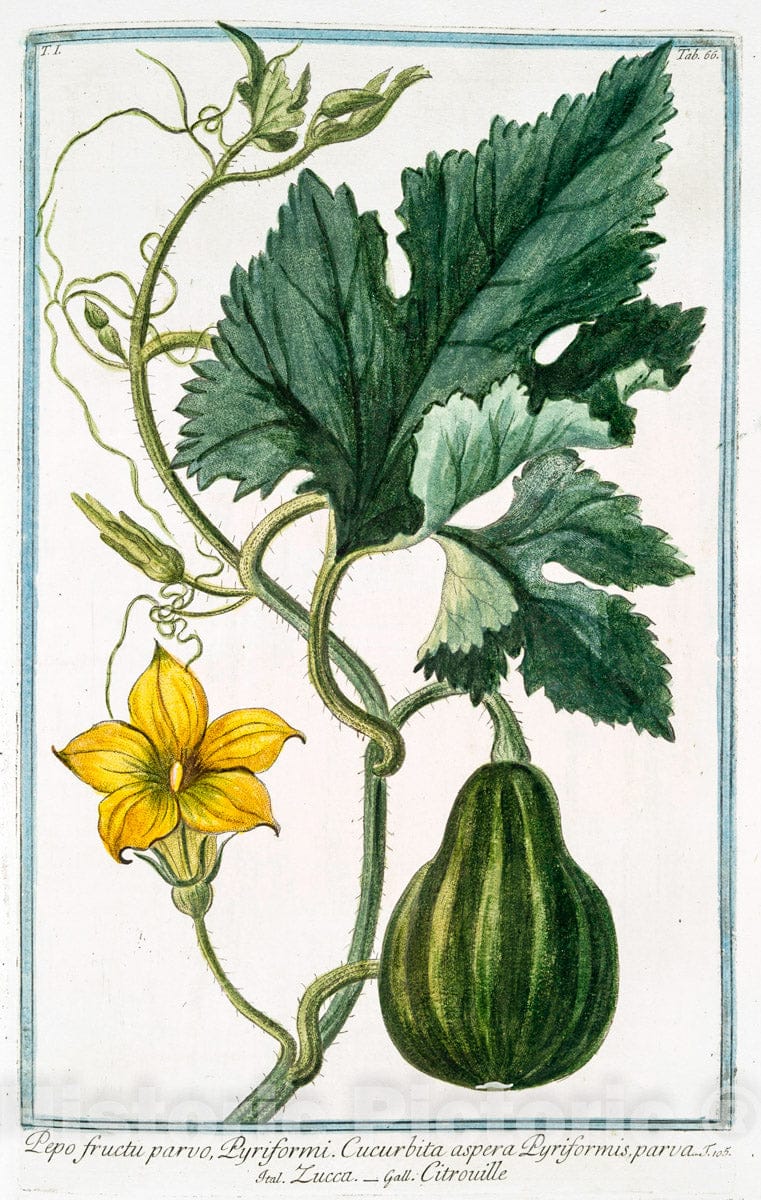 Art Print : 1772, Pentophylloi-des argenteum alatum Seu Potentilla = Potemto;a = L'Argentine. - Vintage Wall Art
