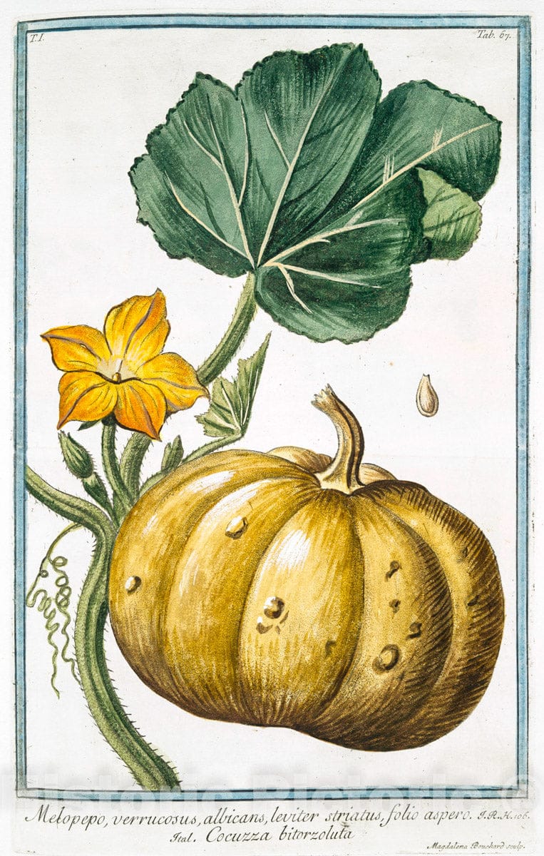 Art Print : 1772, Melongena, fructu oblongo, violaceo = Marignano = Mayenne. [Mad Apple] - Vintage Wall Art
