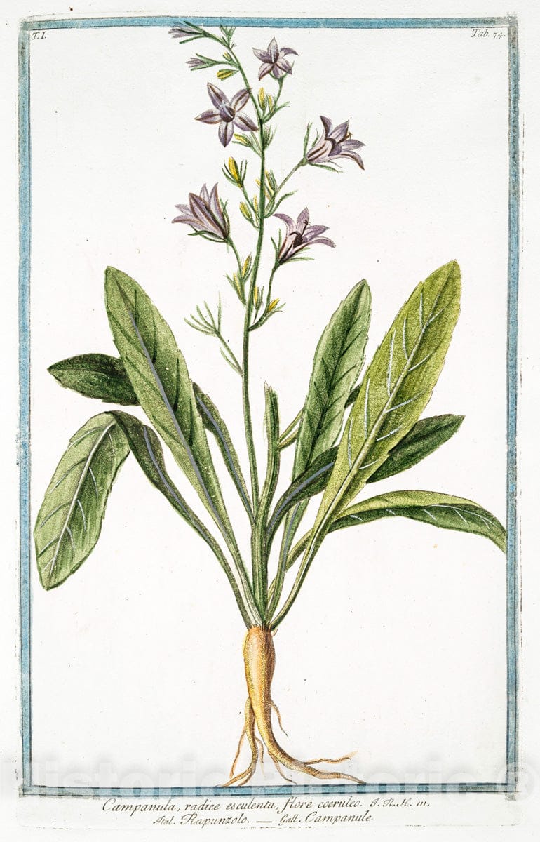 Art Print : 1772, Campanula vulgatior foliis Urtica vel Major, et asperior - Vintage Wall Art