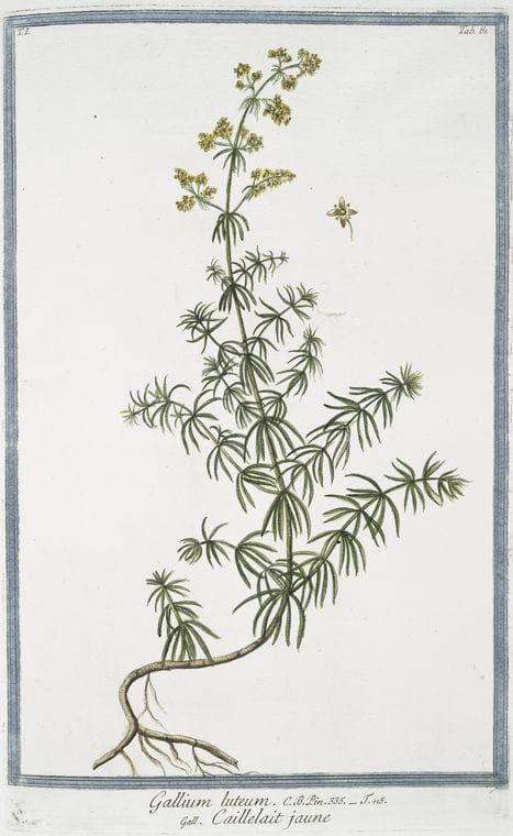 Art Print : 1772, Galeopsis procerior foetida, spicata = Galeospi = L'ortie,morta des Bois. - Vintage Wall Art