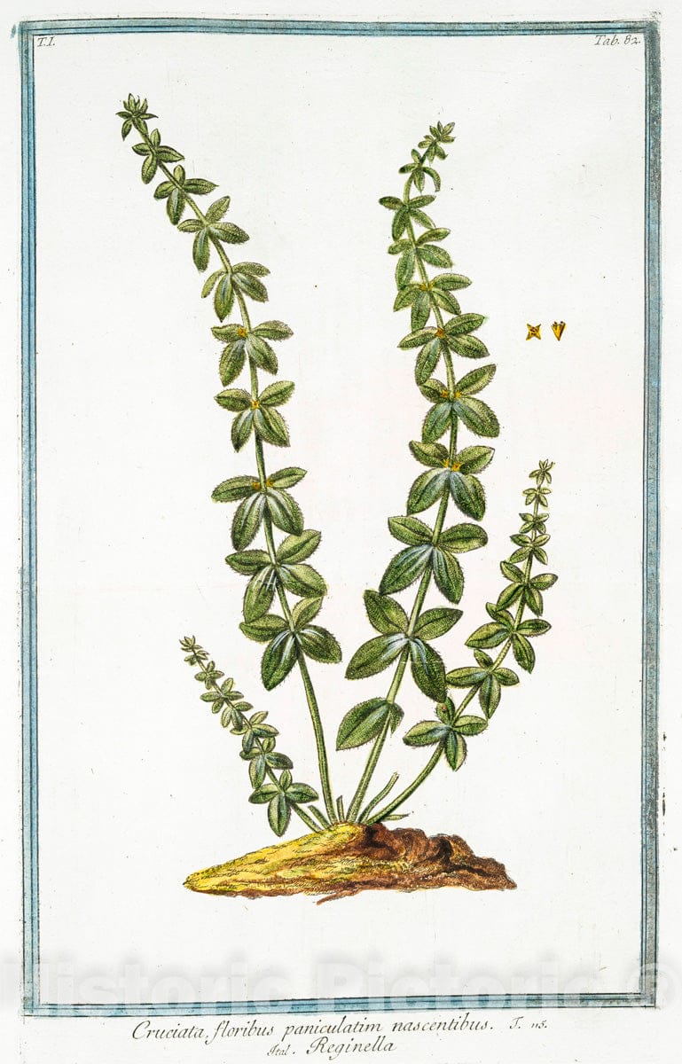 Art Print : 1772, Crocus vernus, angustifolius, variegatus - Vintage Wall Art