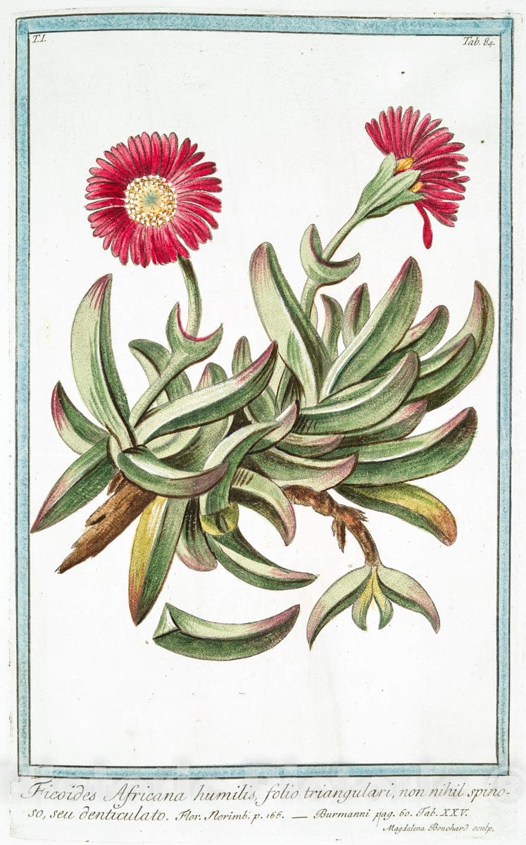 Art Print : 1772, Ferula faemina Plinii = Fenocchione Salvatico = La Ferule. [Giant Fennel] - Vintage Wall Art