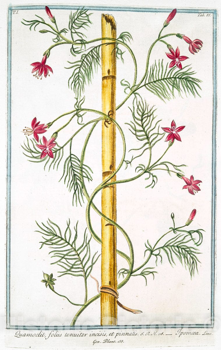 Art Print : 1772, Quamoclit foliis digitatis, pentaphyllos, pedunaculis unifloris, Flore dilute pu - Vintage Wall Art