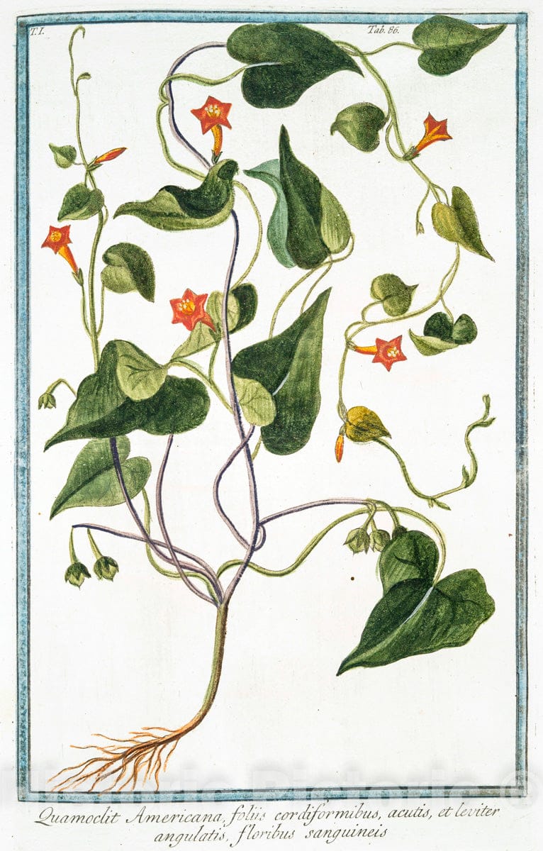 Art Print : 1772, Pyrola. Rotundifolia, Major = Pyrola = Pirola. - Vintage Wall Art