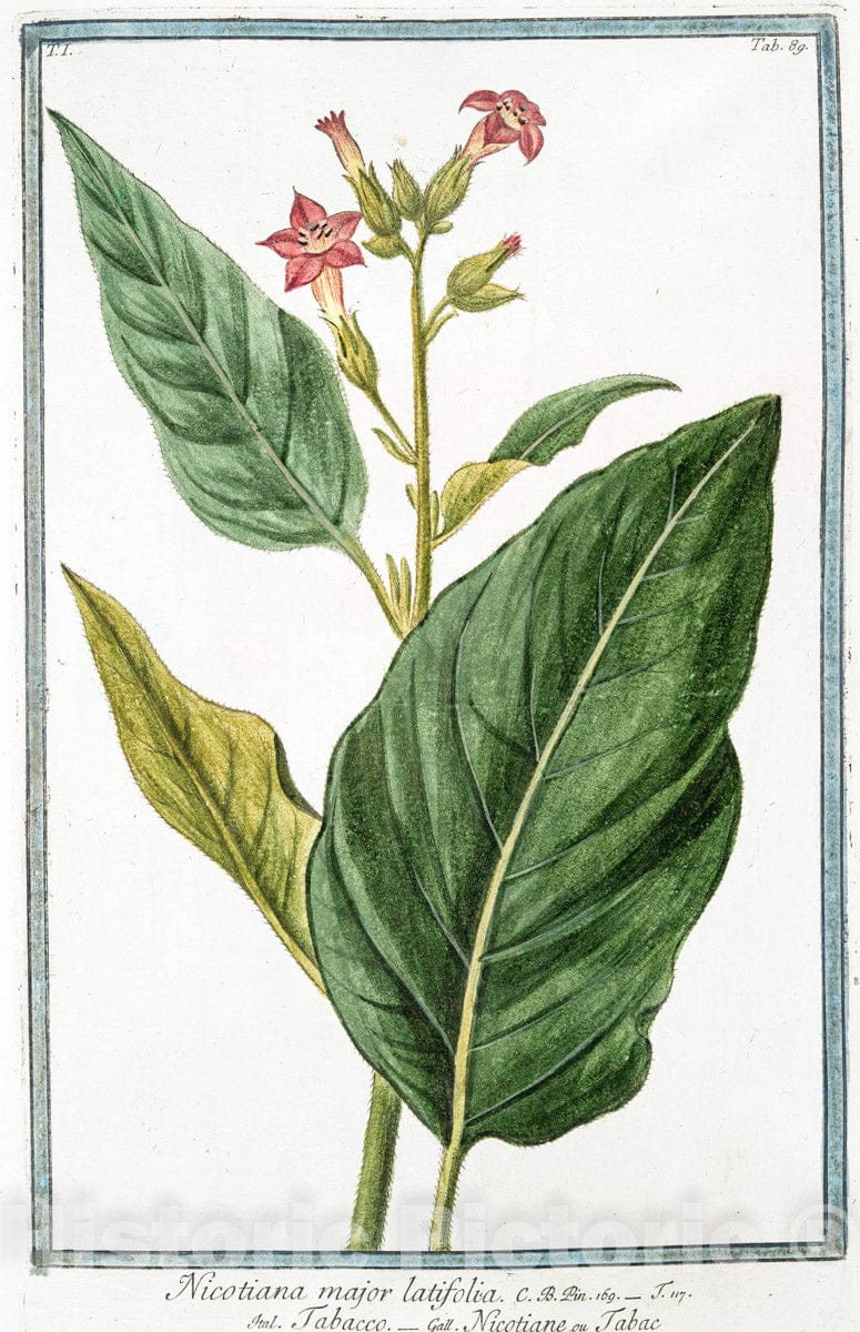 Art Print : 1772, Nasturtium Sylvestre, valentinum = Vella Linn. H. Cliff. [Wild Watercress] - Vintage Wall Art
